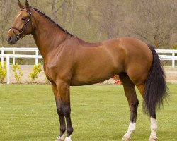 stallion Action-Breaker (Belgian Warmblood, 2000, from Heartbreaker)