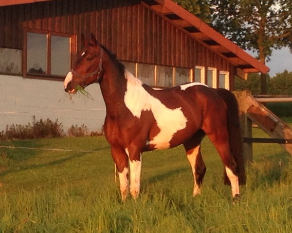 dressage horse Sam's High Colour (German Warmblood, 2009, from Samenco II K)