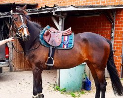 dressage horse Püppi (Hanoverian, 2015, from Spörcken)