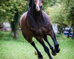 dressage horse Graham Labin (Oldenburg, 2000, from Gento)