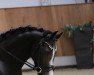 dressage horse Sunny (Welsh-Cob (Sek. D), 2011)