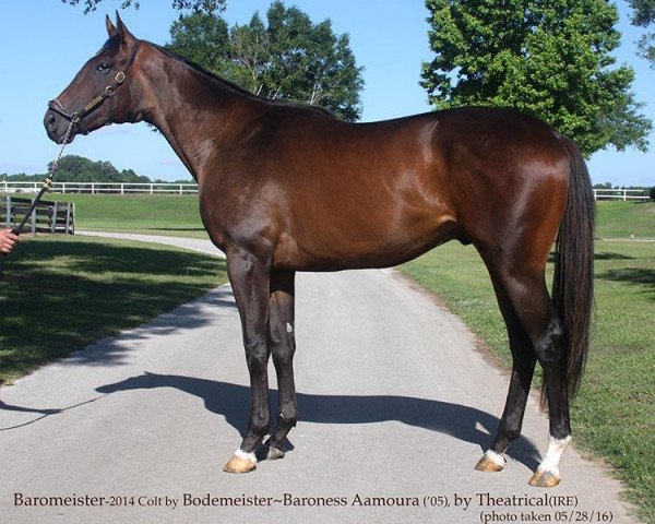 horse Baromeister xx (Thoroughbred, 2014, from Bodemeister xx)