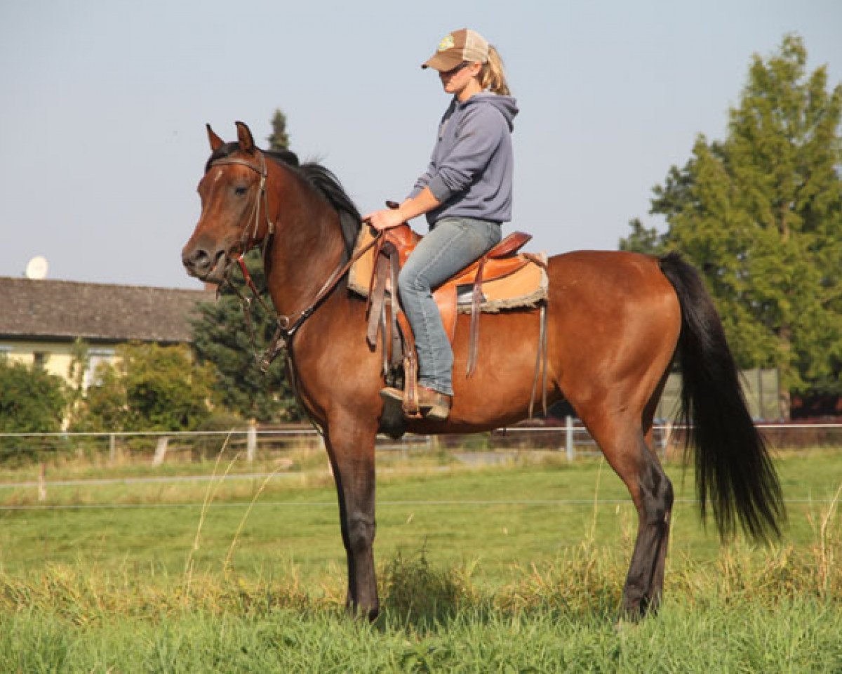 horse Fordero (Arabian purebred, 2012)