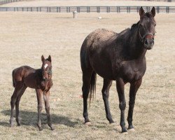 broodmare Toast to Ashley xx (Thoroughbred, 2010, from First Defence xx)