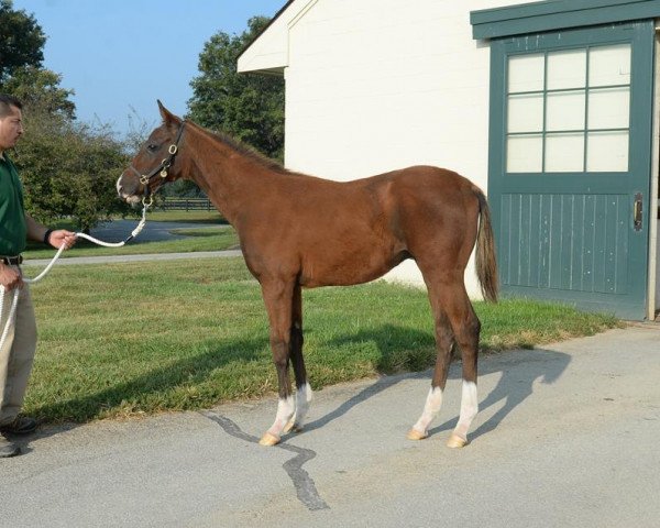 horse Stute von Paynter xx (Thoroughbred, 2015, from Paynter xx)