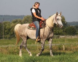 horse El Popo (Arabian thoroughbred, 2011, from Gaspar)