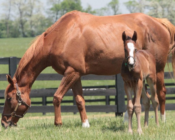 broodmare Patrice Merion xx (Thoroughbred, 2009, from English Channel xx)