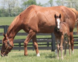 broodmare Patrice Merion xx (Thoroughbred, 2009, from English Channel xx)