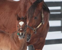 broodmare Kayla's Marquee xx (Thoroughbred, 2009, from Lion Heart xx)