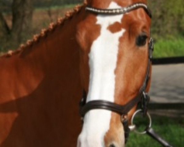 jumper Calex 4 (Zangersheide riding horse, 2012, from Crown Z)