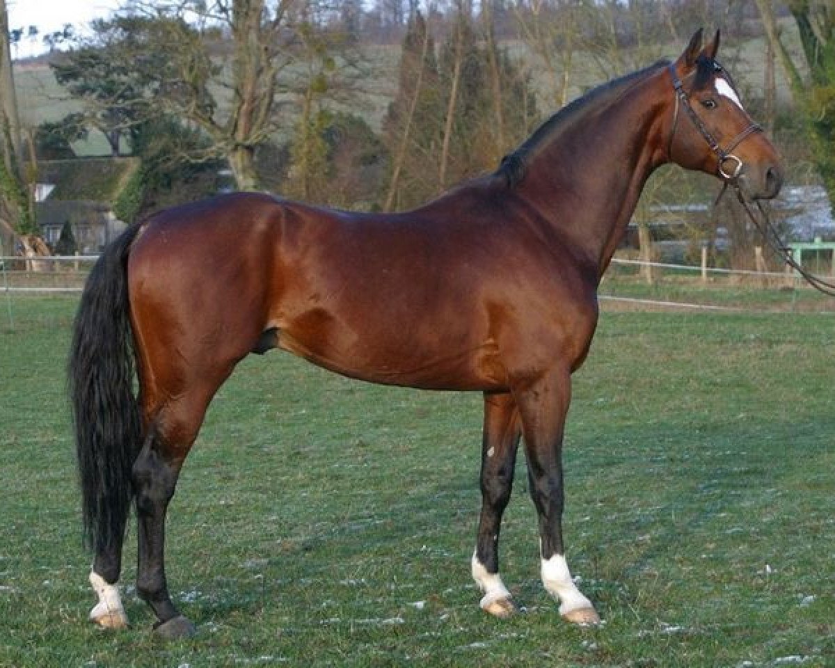 Deckhengst JPC Rexito Z (Zangersheide Reitpferd, 1994, von Rex Z)