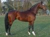 stallion JPC Rexito Z (Zangersheide riding horse, 1994, from Rex Z)