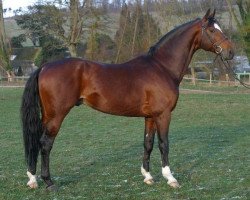 stallion JPC Rexito Z (Zangersheide riding horse, 1994, from Rex Z)