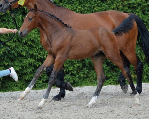 jumper S Meralda de la Croix Renard Z (Zangersheide riding horse, 2016, from Singular Ls La Silla)