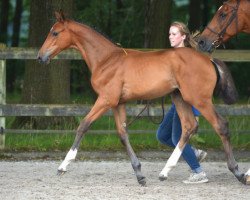 Springpferd Kalif de Poteau Z (Zangersheide Reitpferd, 2016, von Kannan)