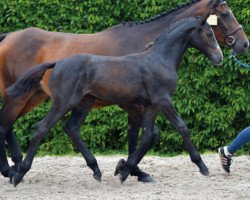 jumper Crystal Grey H M Z (Zangersheide riding horse, 2016, from Cornet Obolensky)