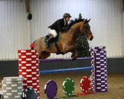 jumper Galano Ter Klomp (Belgian Warmblood, 2006, from Nonstop)