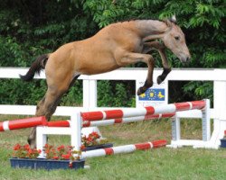 Springpferd Kicera ter Klomp (Belgisches Warmblut, 2010, von Quidam de Revel)