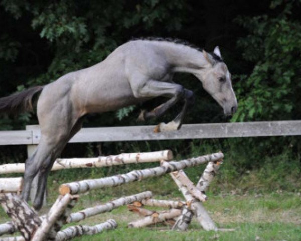 jumper Juna ter Klomp (Belgian Warmblood, 2009, from Quidam de Revel)