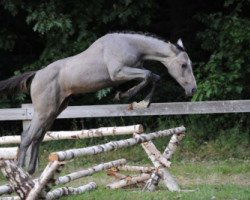 Springpferd Juna ter Klomp (Belgisches Warmblut, 2009, von Quidam de Revel)