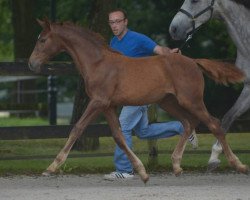 Springpferd Limina ter Klomp Z (Zangersheide Reitpferd, 2016, von Levisto Z)