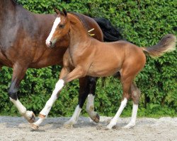 Springpferd Coloree de Poteau Z (Zangersheide Reitpferd, 2016, von Cornet's Prinz)