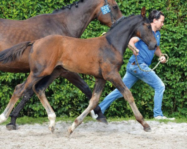 Springpferd Kadjan van de Schrale Hamme Z (Zangersheide Reitpferd, 2016, von Kannan)