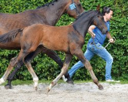 Springpferd Kadjan van de Schrale Hamme Z (Zangersheide Reitpferd, 2016, von Kannan)