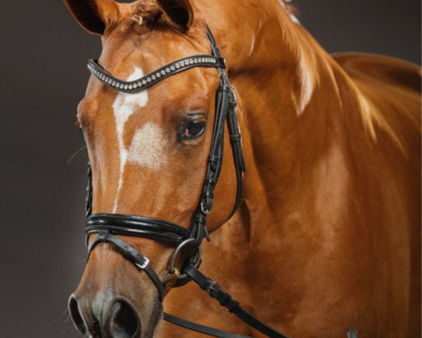 stallion CTS Delgado (German Riding Pony, 2013, from Dimension AT NRW)