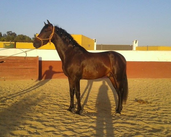 horse TIBERO I (Pura Raza Espanola (PRE), 2012)