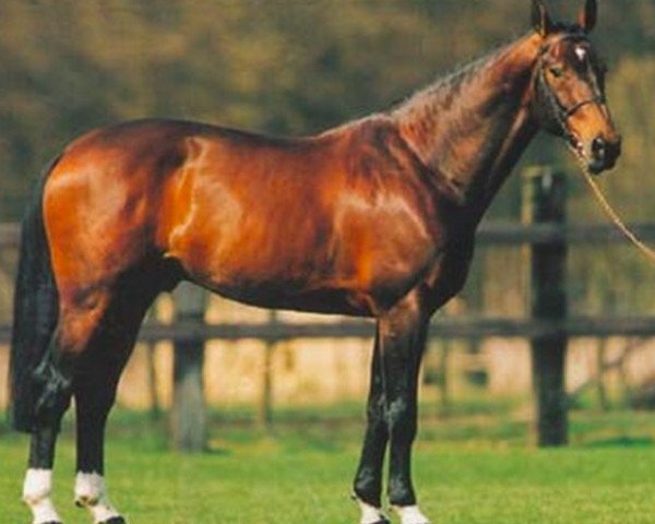 stallion Kannan (KWPN (Royal Dutch Sporthorse), 1992, from Voltaire)