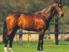 stallion Kannan (KWPN (Royal Dutch Sporthorse), 1992, from Voltaire)