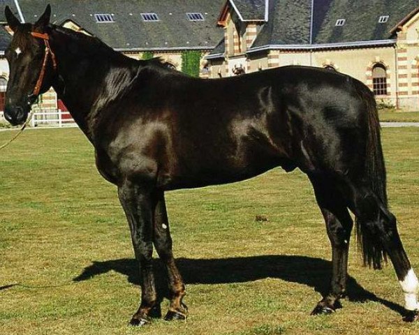 stallion Rosire (Selle Français, 1983, from Uriel)