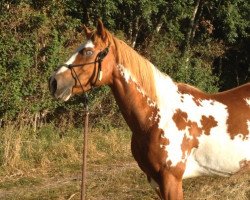 horse Sweet Fantasy Shiloh (Paint Horse, 2006, from Forest Fantasy)