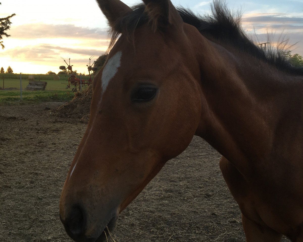 stallion Soberano (Luxembourg horse, 2016, from Sid vun der boukelsdellt)