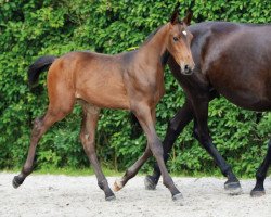 jumper Chico vh Scheefkasteel Z (Zangersheide riding horse, 2016, from Cicero Z van Paemel)