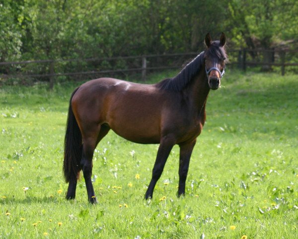 dressage horse Di Nea (Hanoverian, 2008, from Don Frederico)