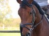 dressage horse Dona Celine (Hanoverian, 2006, from D-Online)