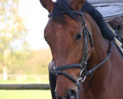 dressage horse Dona Celine (Hanoverian, 2006, from D-Online)