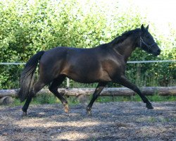 broodmare Donna Charisma (Hessian Warmblood, 2004, from D-Online)