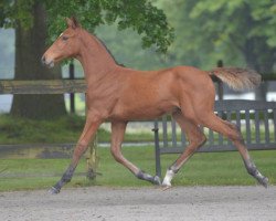 jumper Nadallo D Z (Zangersheide riding horse, 2016, from Numero Uno)