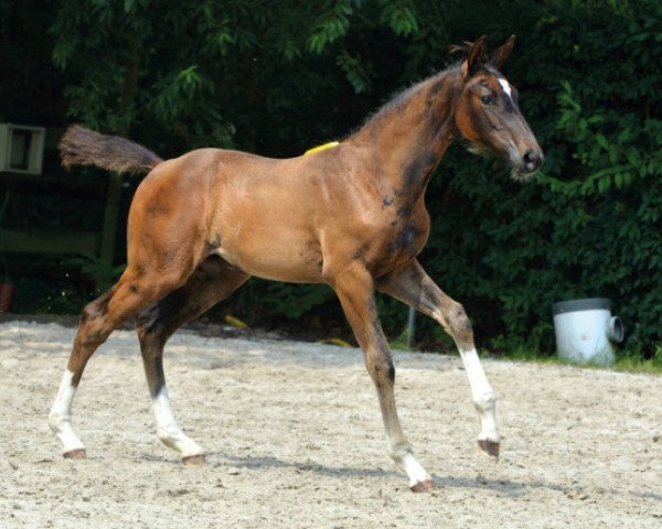 Pferd Quandor Tivor Z (Zangersheide Reitpferd, 2016, von Quantum)