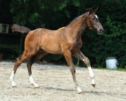 horse Quandor Tivor Z (Zangersheide riding horse, 2016, from Quantum)