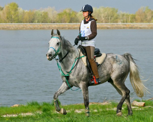 horse 399 Mabrouk Amir 2007 ShA (Shagya Arabian, 2007, from 54 Mabrouk VI 2 1991 ShA)