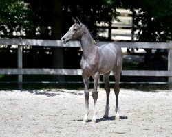 horse C'est la Vie DB Z (Zangersheide riding horse, 2015, from Cavalo Z)