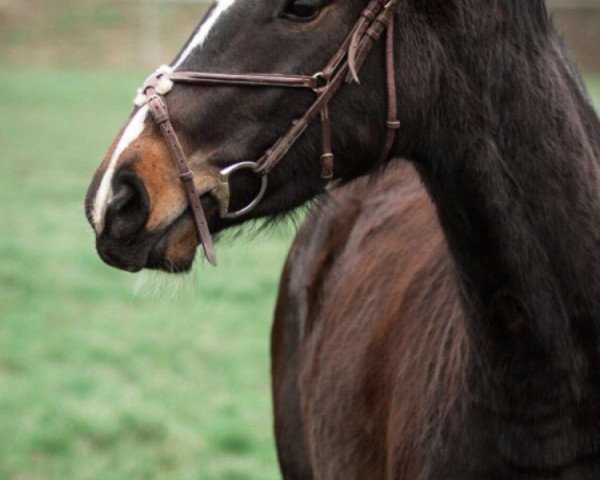 broodmare Aperol Pur DB Z (Zangersheide riding horse, 2013, from Aktion Pur Z)