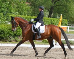 dressage horse De Luca (Hanoverian, 2005, from D-Online)