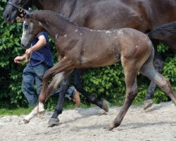 stallion Casanova Z (Zangersheide riding horse, 2016, from Cornet Obolensky)