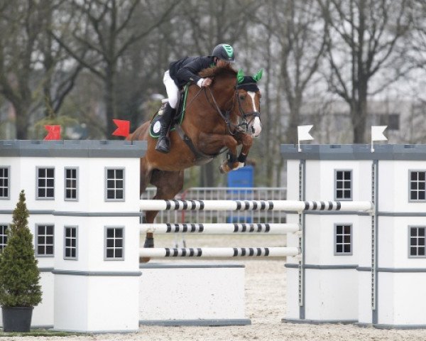 broodmare Wometa (KWPN (Royal Dutch Sporthorse), 2003, from Sable Rose)