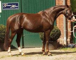 dressage horse Galaeia (German Sport Horse, 2011, from Diamond Hit)